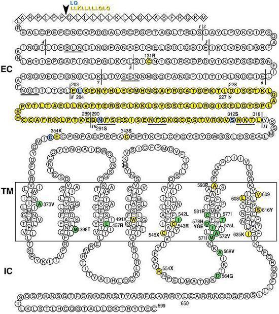 LH-R / hcg-r ectodomain -ΝΗ 2 : 350-400 αμηκμλέα Gas Υαναθηενηζηηθή δμμή ημο οπμδμπέα ηεξ