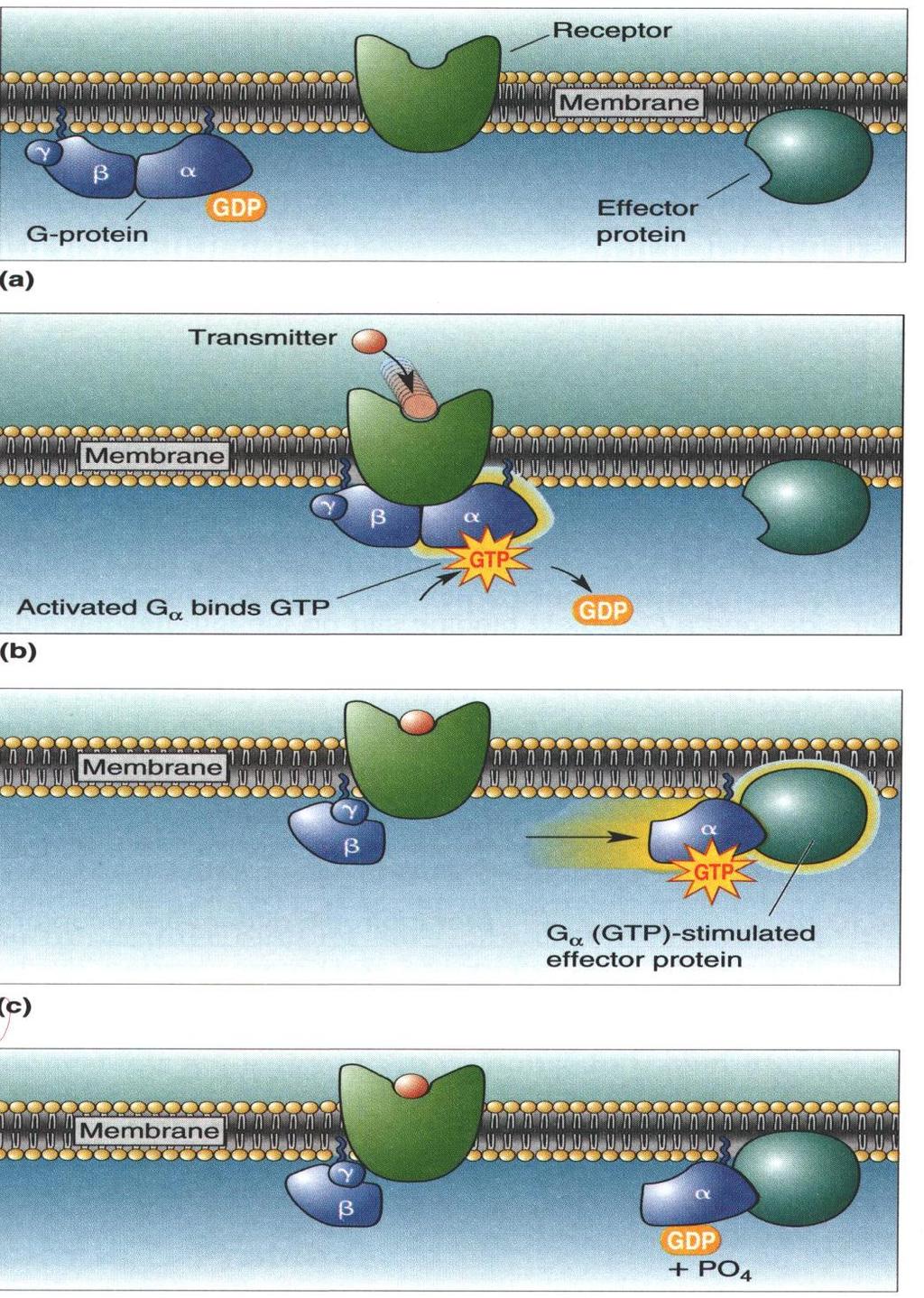 φκδεζε GPCRs με ηηξ