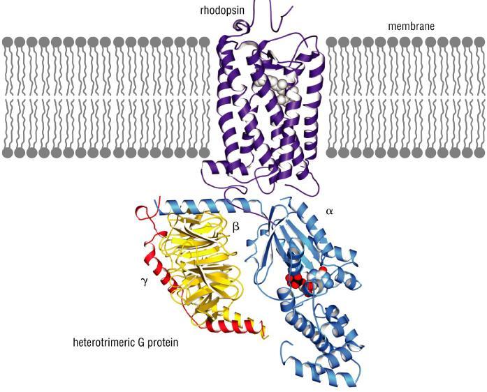 φκδεζε ημο GPCR
