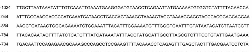 Εικόνα 13: Νουκλεοτιδική αλληλουχία της ρυθµιστικής περιοχής του γονιδίου της HARP