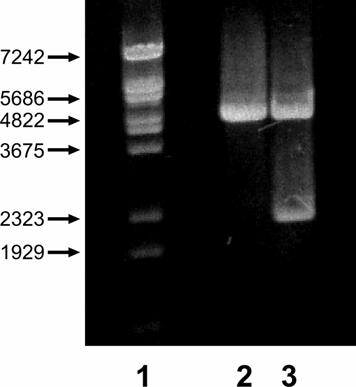 Μέθοδοι Εικόνα 14: Έλεγχος κλωνοποίησης της ρυθµιστικής περιοχής του γονιδίου της HARP, στο πλασµίδιο pgl3.