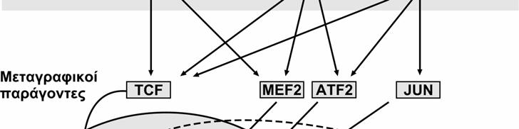 αυξητικούς παράγοντες) και MAP κινάσες, όπως οι οικογένειες των ERK, p38