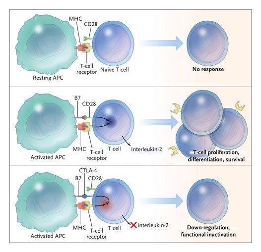 Roles of the B7-CD28/CTLA-4 Pathway in Regulating T-Cell Activation