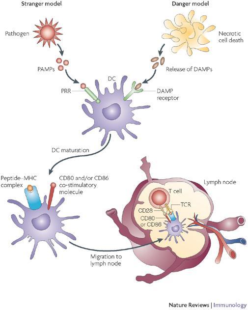 Tissue injury Pathogen Associted Molecular