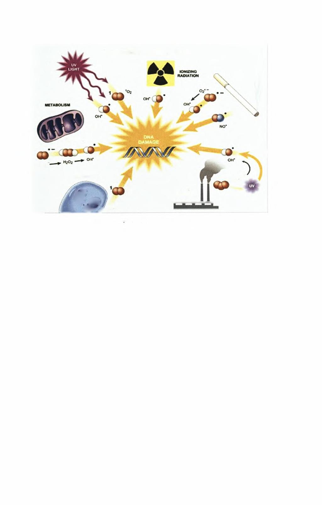 FORMATION OF FREE RADICALS SMOKING Maeertisnonow INFLAMMATION 03 * uv (*»&(} o, - <r- Oi AIR POLLUTION Wryf? ΛΛιΙο 6toM tell Εικόνα 3'.