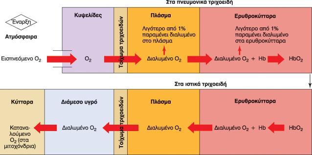 τριχοειδό (ϊςκηςη). Vander Α., Sherman J.