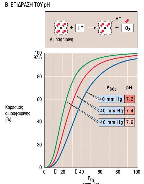 ενιςχύοντασ την παρϊδοςη Ο2 ςτουσ ενεργούσ μεταβολικϊ ιςτούσ.