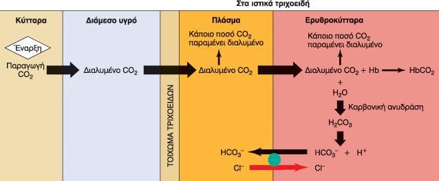 Ο μεταβολιςμόσ ςε ηρεμύα παρϊγει 200 ml CO2 ανϊ λεπτό: Μόνο το 10% του CO2 που ειςϋρχεται ςτο αύμα παραμϋνει διαλυμϋνο με φυςικό τρόπο ςτο πλϊςμα και ςτα ερυθροκύτταρα.