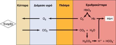 Η δεοξυαιμοςφαιρύνη ϋχει πολύ μεγαλύτερη χημικό ςυγγϋνεια για τα Η + από την οξυαιμοςφαιρύνη.