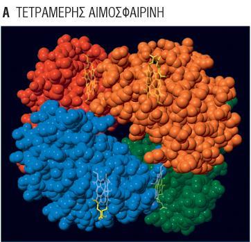 Η αλληλεπύδραςη μεταξύ Ο2, ςιδόρου και πορφυρύνησ (αύμησ) αναγκϊζει το ςύμπλεγμα να φϋρει ϋνα ερυθρό χρώμα