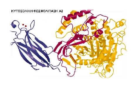 βιοσυνθετική πορεία αυτών των τριών μορίων της φλεγμονής επιβεβαιώνει ότι η συγκεκριμένη φωσφολιπάση είναι ένας εξαιρετικά ενδιαφέρον στόχος για τη δημιουργία νέων φαρμάκων από τη στιγμή που η