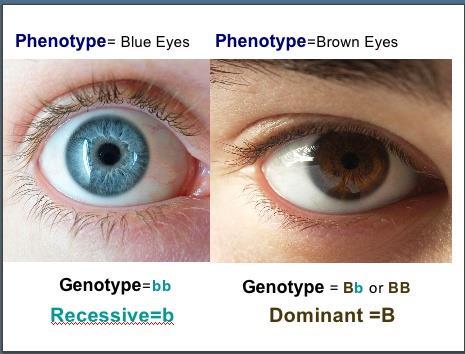 Forensic DNA Phenotyping FDP