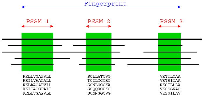 Position Specifc Scoring Matrix (PSSM) 10/10 fingerprints συνδυασμός δύο ή περισσότερων PSSMs για