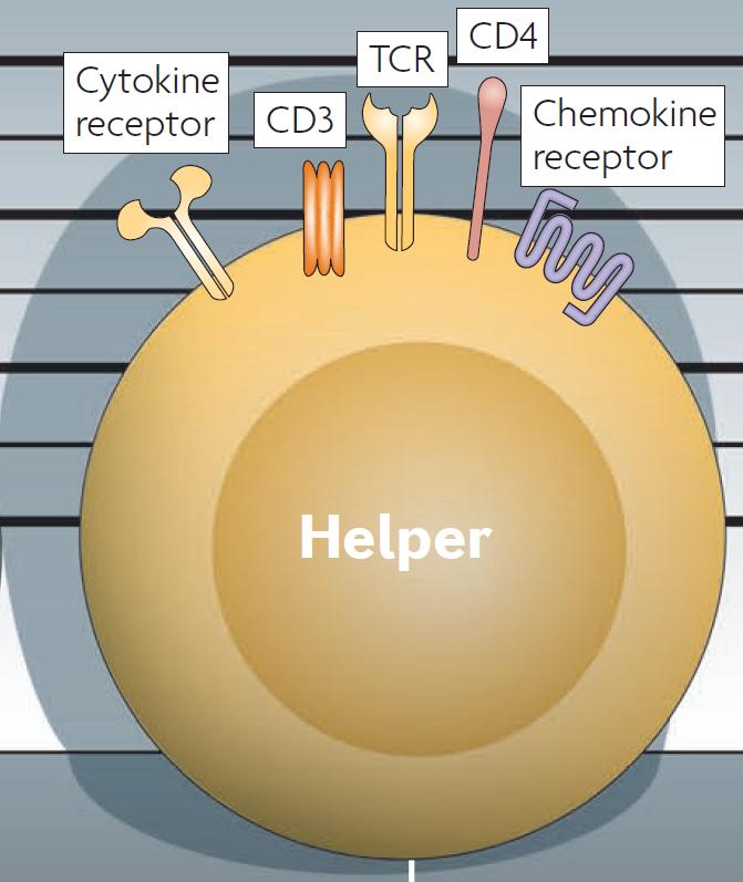 Τα Βοηθητικά Τ Λεµφοκύτταρα Nature Reviews