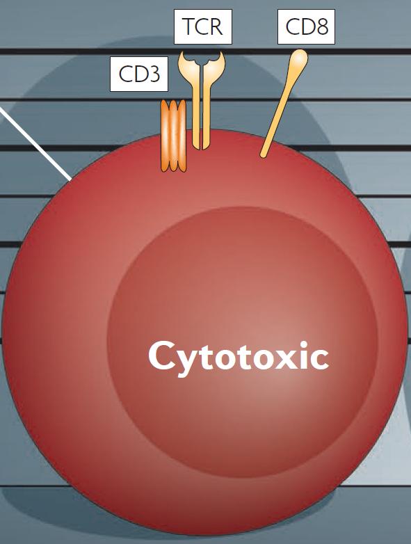 Τα Κυτταροτοξικά Τ Λεµφοκύτταρα Nature