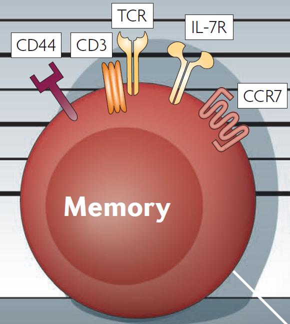 Τα Μνηµονικά Τ Λεµφοκύτταρα Nature Reviews