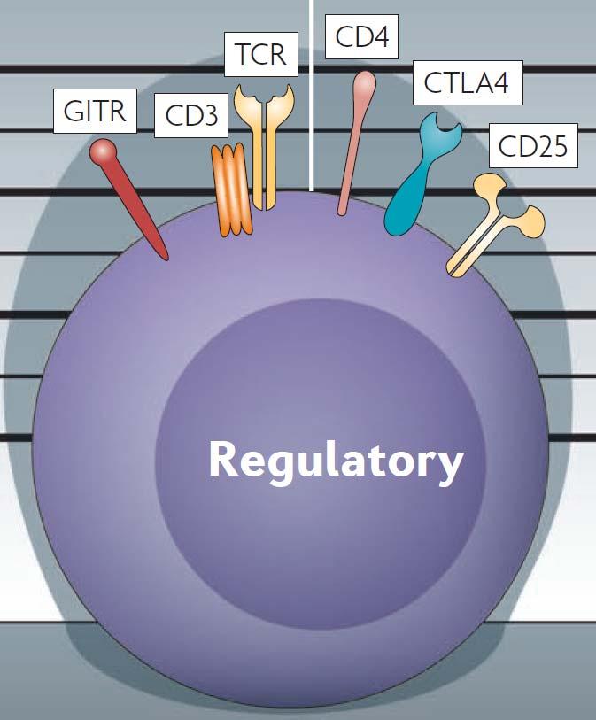 Τα Ρυθµιστικά Τ Λεµφοκύτταρα Nature Reviews