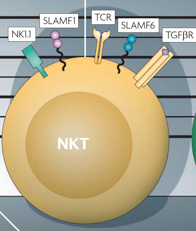 Τα Τ Λεµφοκύτταρα Φονείς Nature Reviews