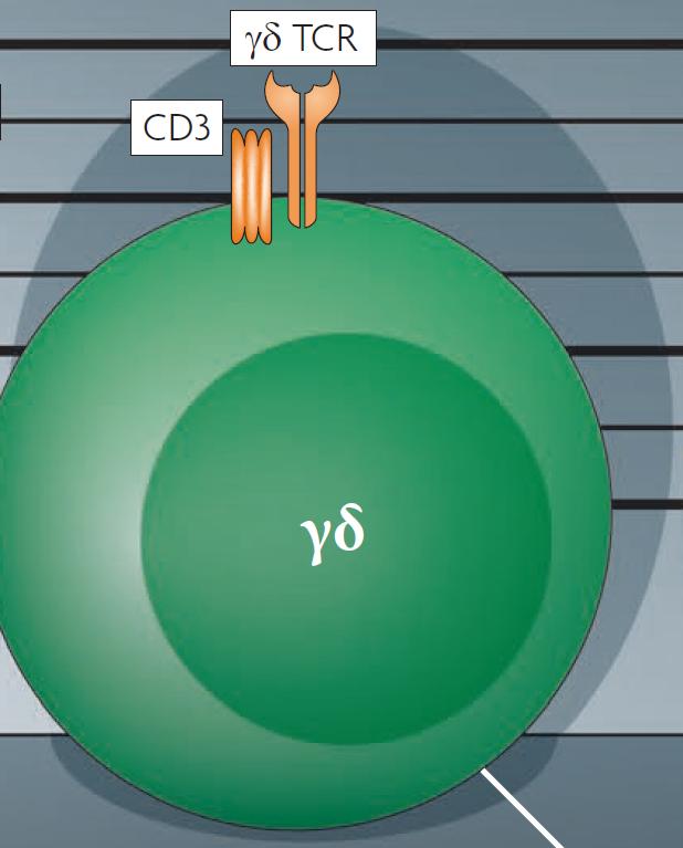 Τα TCRγδ Τ Λεµφοκύτταρα Nature Reviews