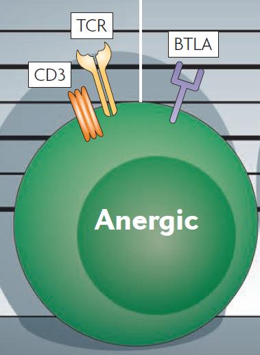 Τα Ανεργικά ΤΛεµφοκύτταρα Nature Reviews