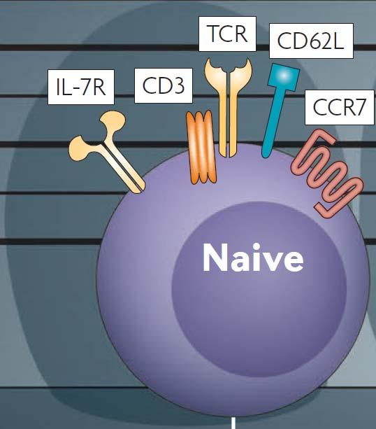 Τα Παρθένα ΤΛεµφοκύτταρα Nature Reviews