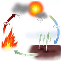 Η ανακύκλωση των ποσοτήτων CO₂ ανάμεσα στο περιβάλλον και στους ζωντανούς οργανισμούς φαίνεται σχηματικά στην εικόνα 2. Εικόνα 1.2: Ανακύκλωση του άνθρακα. [6].