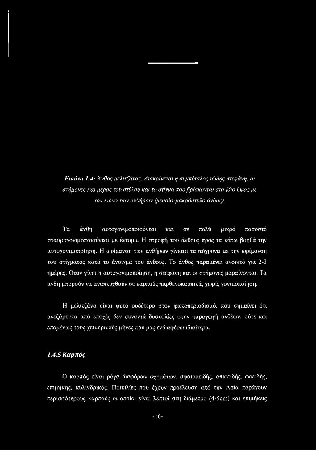 Η ωρίμανση των ανθήρων γίνεται ταυτόχρονα με την ωρίμανση του στίγματος κατά το άνοιγμα του άνθους.