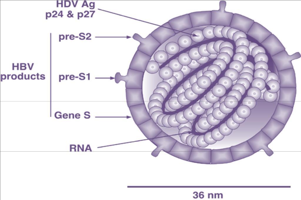 Hepatitis