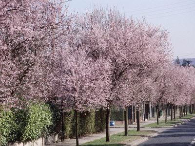 Συγκεκριμένα, τα νεαρά φύλλα είναι στρογγυλά και γλαύκα, ενώ τα ώριμα είναι μακριά και πρασινωπά.