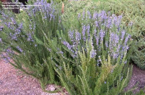 LAVANDULA OFFICINALIS - ΛΕΒΑΝΤΑ Ύψος 0,80μ πλάτος 0,50μ Σφαιρικό σχήμα με φύλλα αειθαλή, αρωματικά και γκρι- ασημόχρωμα.