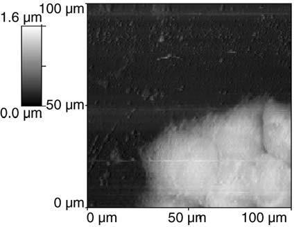 Living cells 3.5.4 Shear force microscopy on a cluster of CHL cells 7+ 4 /; 8 : 21 -/ 7;+7 +1/.; 8 +892 21 036,+7/.