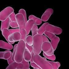 Σηειέρε κε πξνβηνηηθέο ηδηόηεηεο Lactobacillus casei Lactobacillus johnsonii Lactobacillus plantarum Lactobacillus