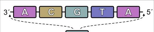 27. Στο διπλανό σχήμα φαίνεται το αποτέλεσμα μιας τεχνικής της Γενετικής Μηχανικής. Ποιο χημικό μόριο πήρε μέρος στη σύνδεση του cdna του γονιδίου της ινσουλίνης στο πλασμίδιο; Α.