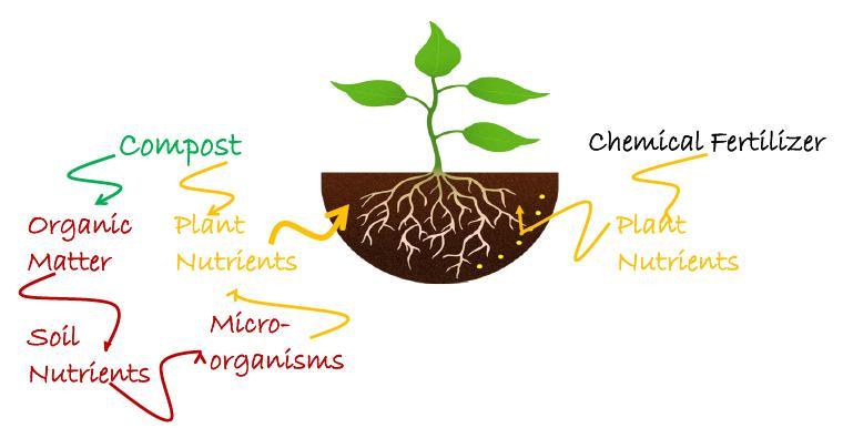 Καλά ταϊσμένα φυτά δε συνεπάγεται υγιή φυτά Η πλέον σημαντική διαφορά ανάμεσα στα λιπάσματα και το κομπόστ, είναι ότι τα λιπάσματα απλώς τρέφουν το φυτό ενώ το κομπόστ ενισχύει το έδαφος να