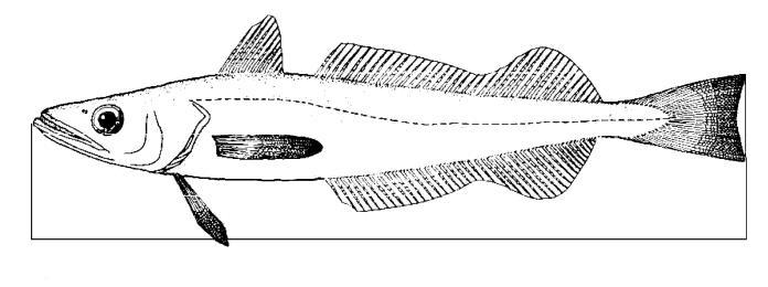 ΠΑΡΑΡΤΗΜΑ IV Μέτρηση του μεγέθους των θαλάσσιων οργανισμών 1. Το μέγεθος των ιχθύων μετράται, όπως εμφαίνεται στην εικόνα 1, από το ακραίο σημείο του ρύγχους μέχρι το άκρο της ουράς. 2.