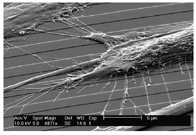 Σχήμα 97: Μικρογραφία SEM κυττάρων SaOs-2 όπου απεικονίζονται τα φιλοπόδια πάνω σε αυλάκια από Χαλαζία βάθους 200 nm.