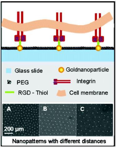 Σχήμα 100: Σχηματική απεικόνιση τμήματος της κυτταρικής μεμβράνης πάνω σε νανοδομημένα γυάλινα υποστρώματα ενεργοποιημένα με πεπτίδιο RGD.