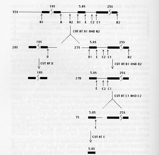 Εισαγωγή Εικόνα 6: Οργάνωση rrna γονιδίων του S. cerevisiae. Εικόνα 7: Ωρίμανση προδρόμου μορίου 35S rrna 5. Η πορεία της μετάφρασης στο Saccharomyces cerevisiae Η διαδικασία της μετάφρασης στο S.