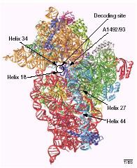 Εισαγωγή αμινοακυλο-trna με το κωδίκιο του mrna στην Α-θέση του ριβοσώματος είναι η S12. Μία άλλη περιοχή του 16S rrna που συμμετέχει στη ρύθμιση της ακρίβειας είναι η έλικα 27.