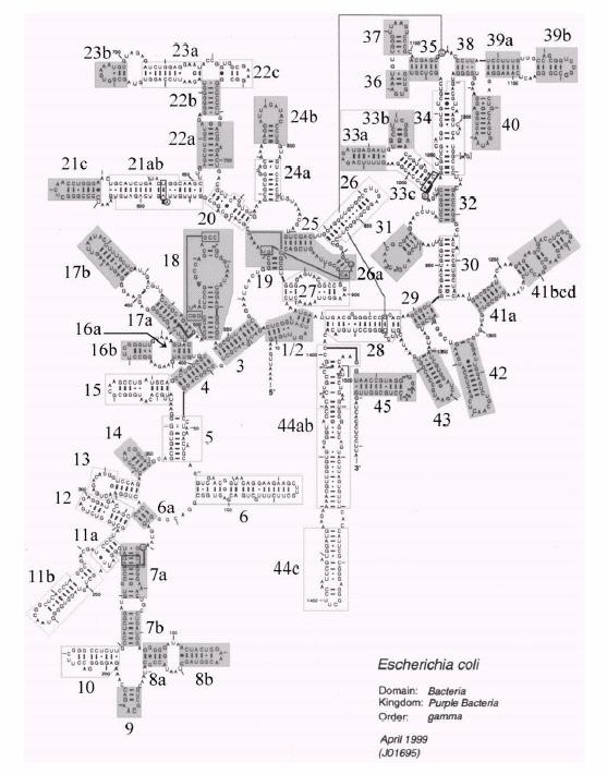Σκοπός G1206C (com6) G517A (rdn2) C310G (com1) Εικόνα 18: Δευτεροταγής δομή του 16S rrna στο προκαρυωτικό E. coli (Οι αριθμοί 1-44 αφορούν στις έλικες).