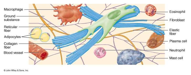 Συνδετικός Ιστός - Σύσταση Σχηματίζεται από: Στηρικτικά κύτταρα