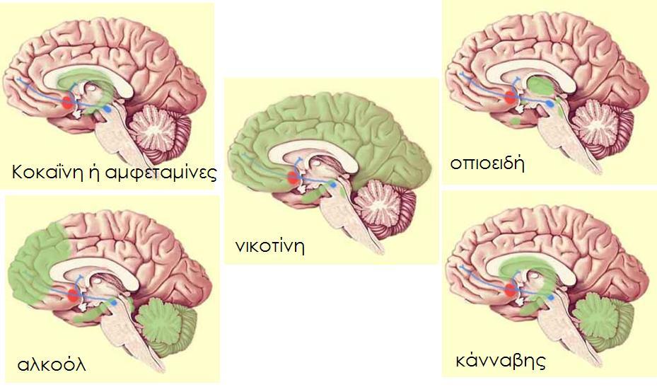 Περιοχές του εγκεφάλου που