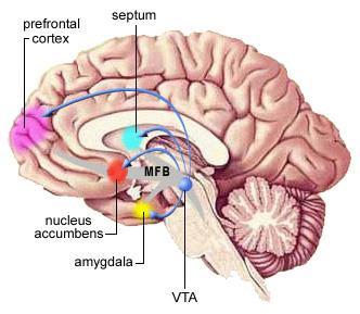 Behavioural approach system (BAS)