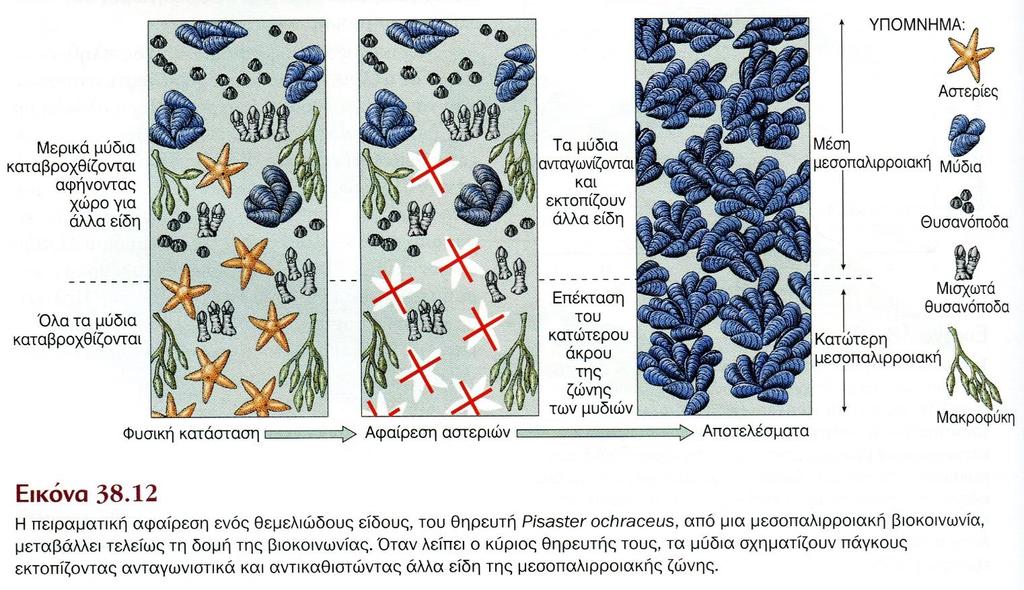 Θεμελιώδη είδη Η πειραματική αφαίρεση ενός είδους κλειδιού, του θηρευτή αστερία Pisaster ochraceus, από μια μεσοπαλλιροιακή βιοκοινωνία, μεταβάλλει τελείως τη δομή της.