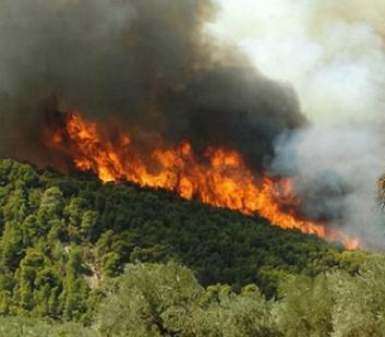 Θεματικοί Κήποι Δέντρα που αντιστέκονται στη φωτιά και άλλες απειλές Το δάσος είναι από τα πιο καλοσχεδιασμένα συστήματα, το