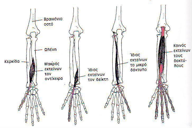 Ένας ακόμα σημαντικός παράγοντας στις κινήσεις είναι οι δακτυλικές αρθρώσεις και οι μύες των δακτύλων.
