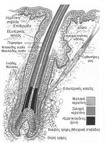 Ρίζα :το μέρος της τρίχας εντός του θύλακα, από ζωντανά κύτταρα τα οποία βαθμιαία κερατινοποιούνται.