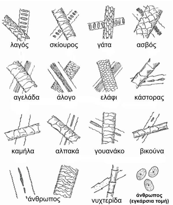 Εικόνες τριχών στο οπτικό μικροσκόπιο 2/2 Σχεδιάσματα τριχών σε διάφορα είδη ζώων όπως