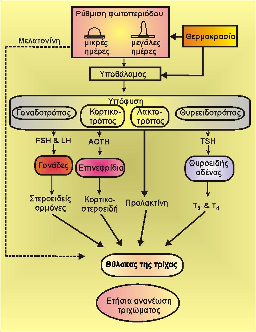 Στην εικόνα δίνεται συνοπτικά η ορμονική ρύθμιση της