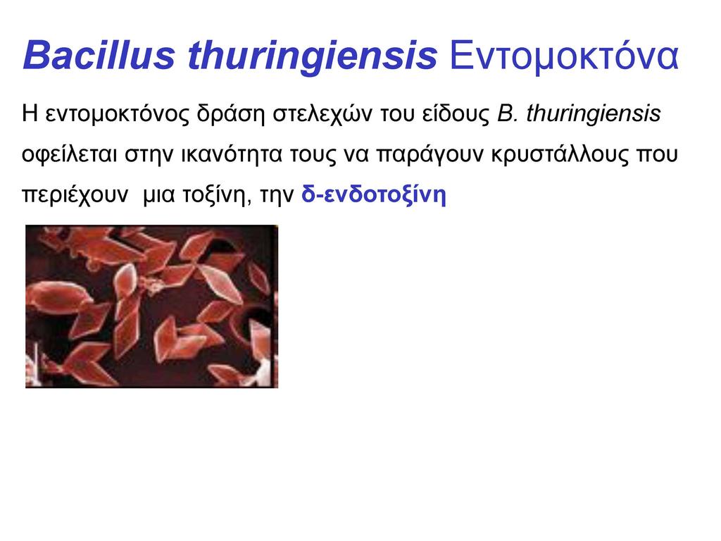 Bacillus thuringiensis Δληνκνθηόλα H εληνκνθηόλνο δξάζε ζηειερώλ ηνπ είδνπο Β.